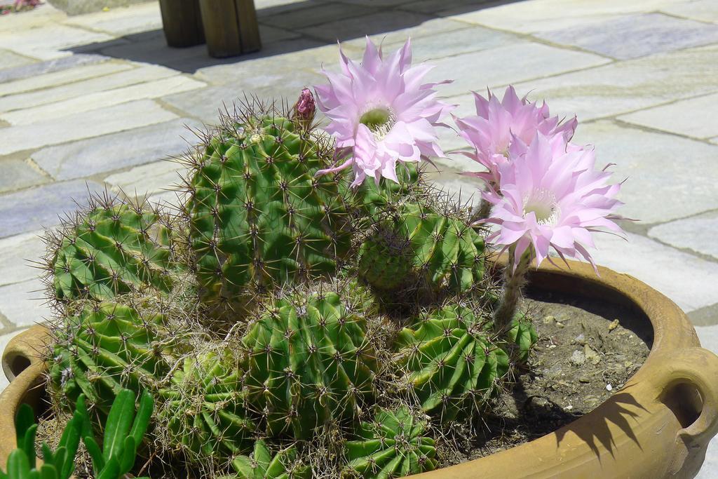 Villa Celestina, Great For Privacy And Seclusion Chrisopigi  エクステリア 写真